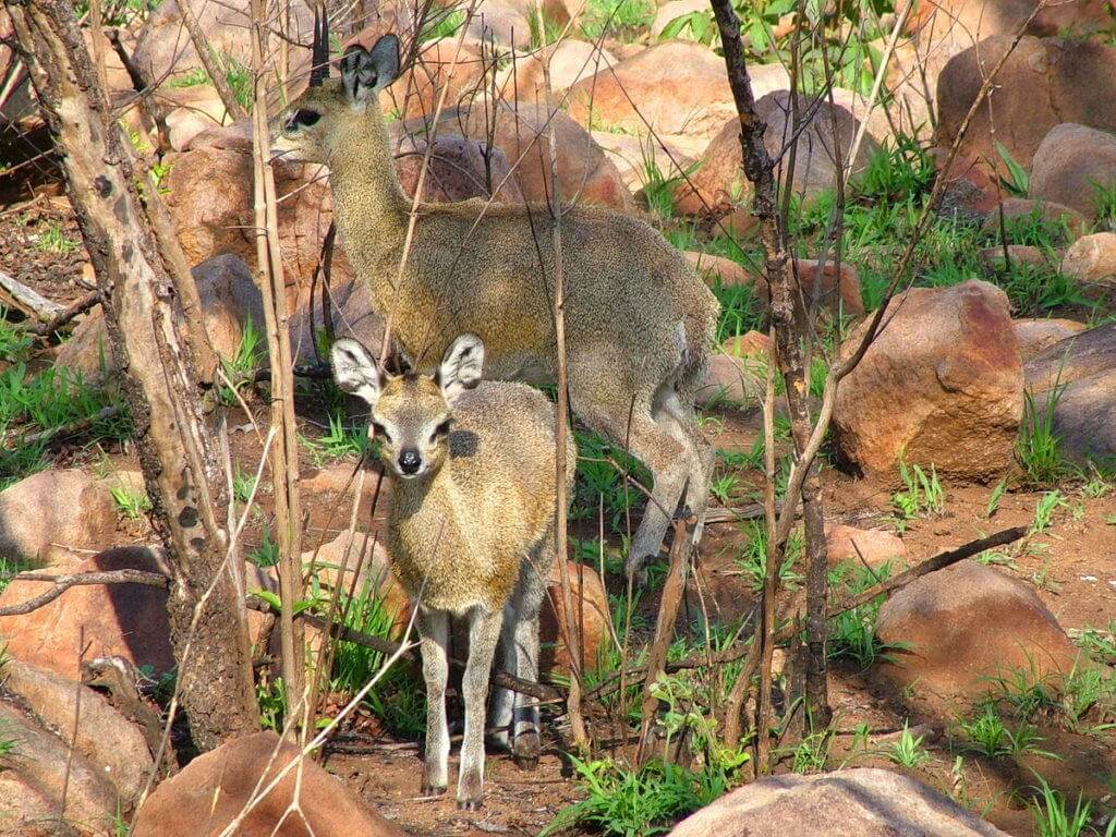 klipspringers-among-rocks-in-kruger-national-park-south-africa-pic-5