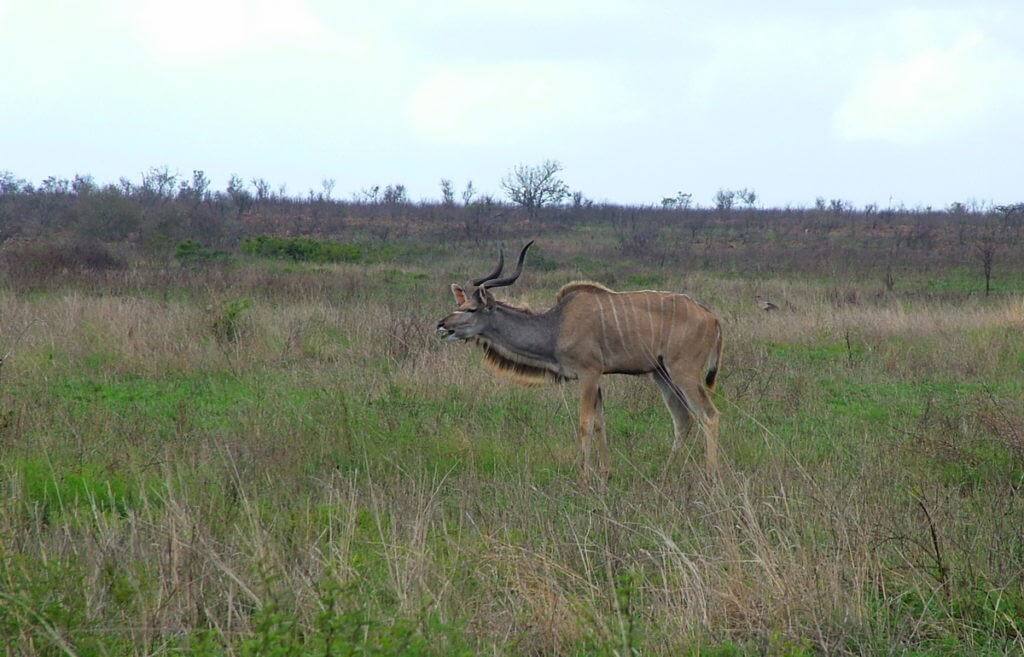 kudu-in-kruger-national-park-south-africa