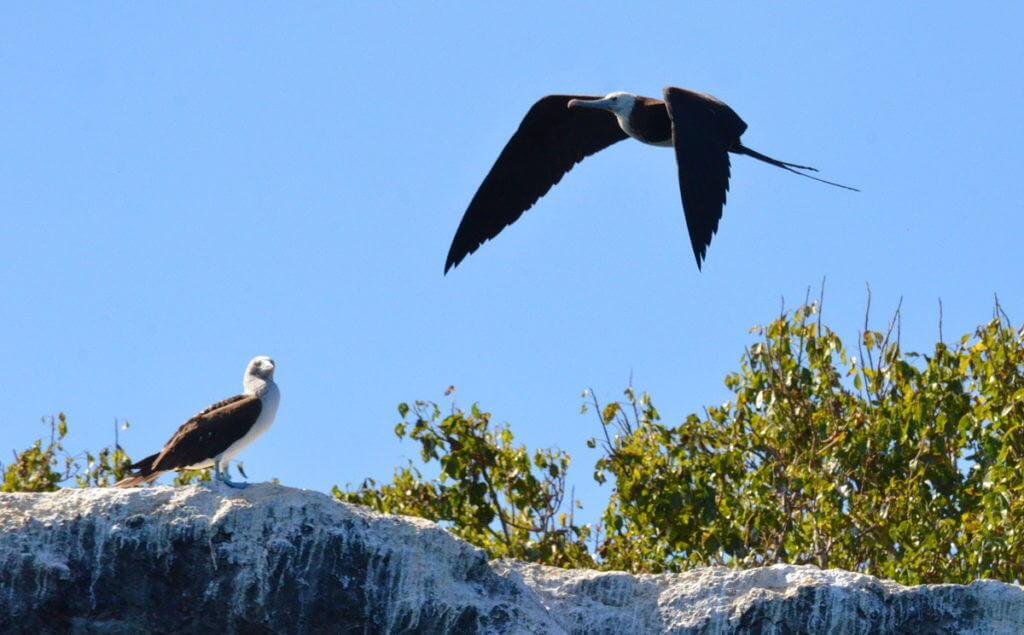 An image of a magnificent frigatebird flying above a blue-footed booby on Isla Isabel in Mexico. Photography by Frame To Frame - Bob and Jean.