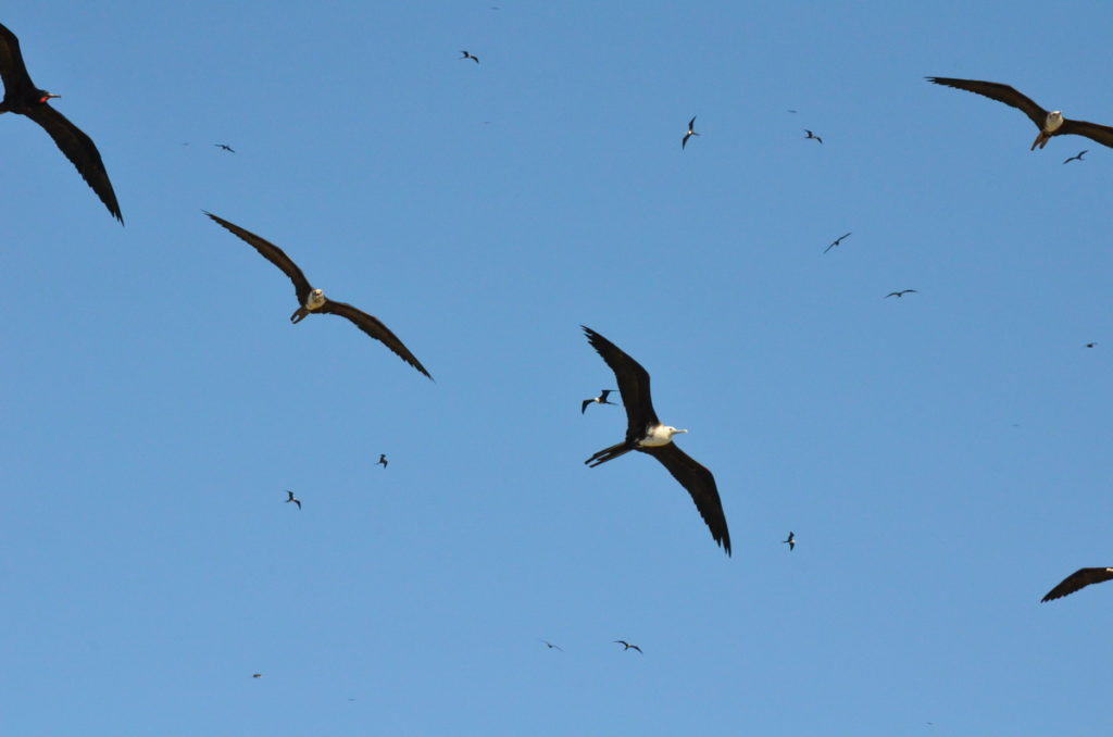 An image of magnificent frigatebirds in flight above Isla Isabel off San Blas, in Mexico. Photography by Frame To Frame - Bob and Jean.