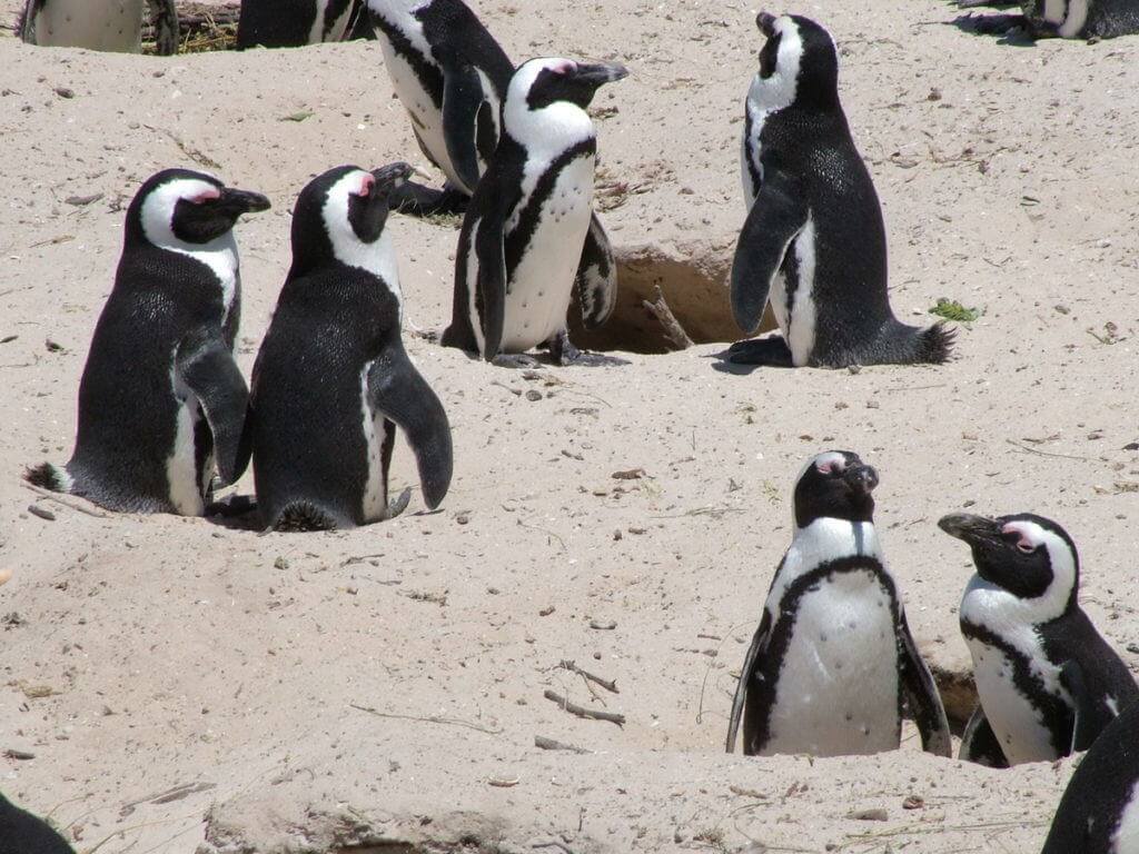 An image of African penguins at Boulders Beach, Table Mountain National Park, South Africa.