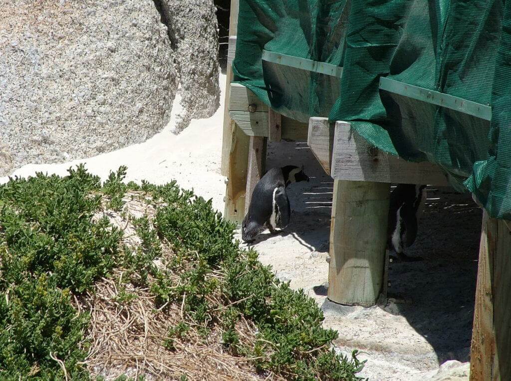 An image of African penguins walking underneath the viewing platform at Boulders Beach, South Africa.