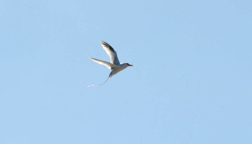 An image of a Red-billed tropicbird in flight over the Pacific Ocean off Isla Isabel in Mexico. Photography by Frame To Frame - Bob and Jean.