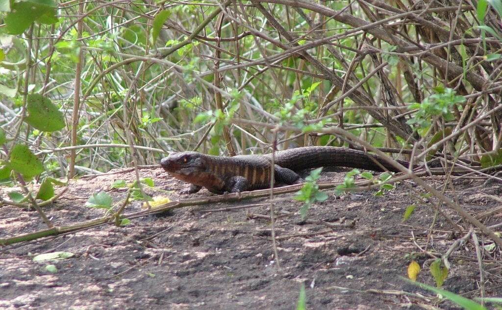 rock-monitor-in-kruger-national-park-south-africa