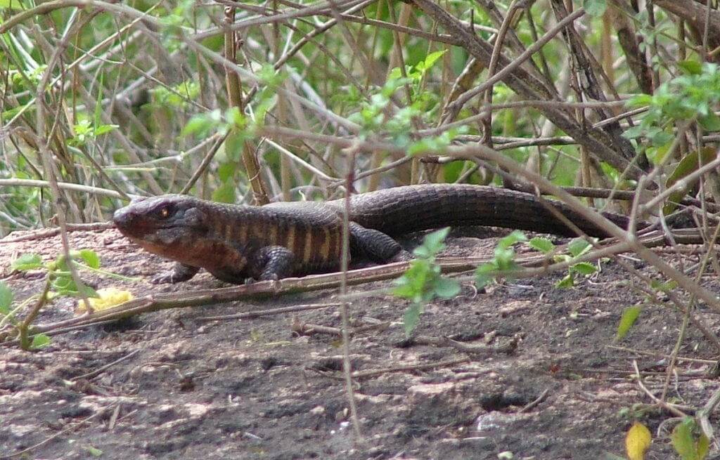 rock-monitor-in-kruger-national-park-south-africa-2