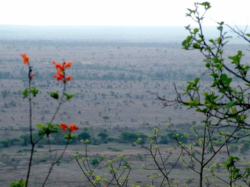 savanna-in-kruger-national-park-south-africa-pic-1