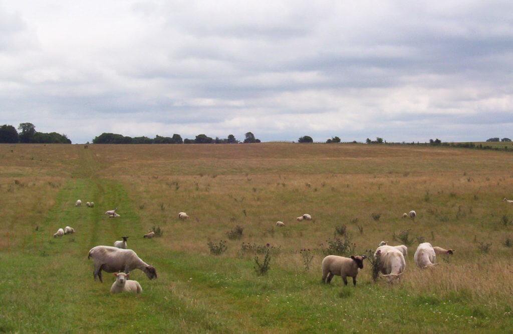 An image of sheep along a hiking trail near Stonehenge in Wiltshire, England. Photography by Frame To Frame - Bob and Jean
