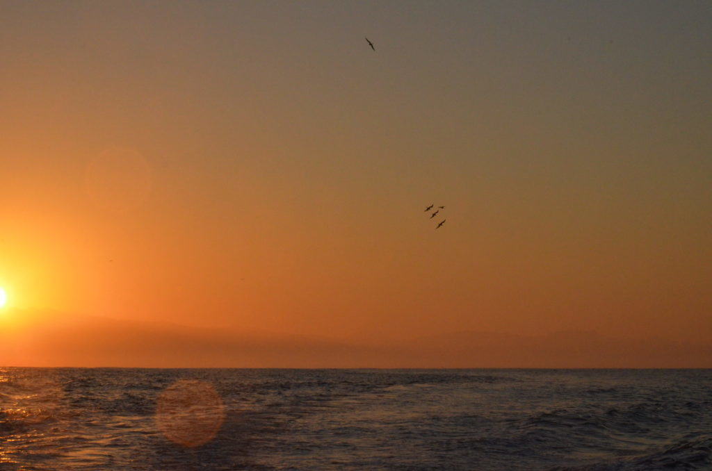 frigatebirds in flight at sunrise over the Pacific Ocean off San Blas, Mexico