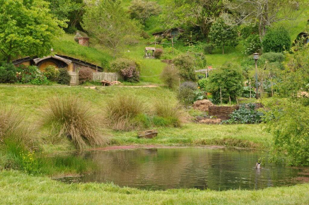 An image of the frog pond with a duck hunting for food on the bottom at Hobbiton in New Zealand. Photography by Frame To Frame - Bob and Jean.