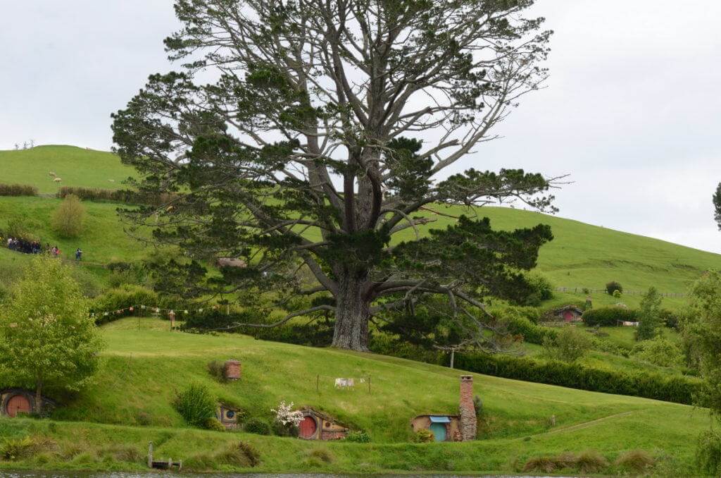 An image of the Party Tree sitting on the side of a hill at Hobbiton in Matamata, New Zealand. Photography by Frame To Frame - Bob and Jean