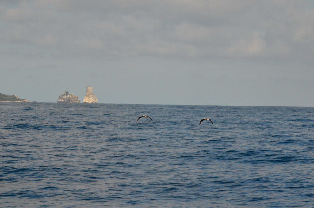 An image of two Blue-footed booby in flight over the Pacific Ocean head back to Isla Isabel in Mexico. Photography by Frame To Frame - Bob and Jean.