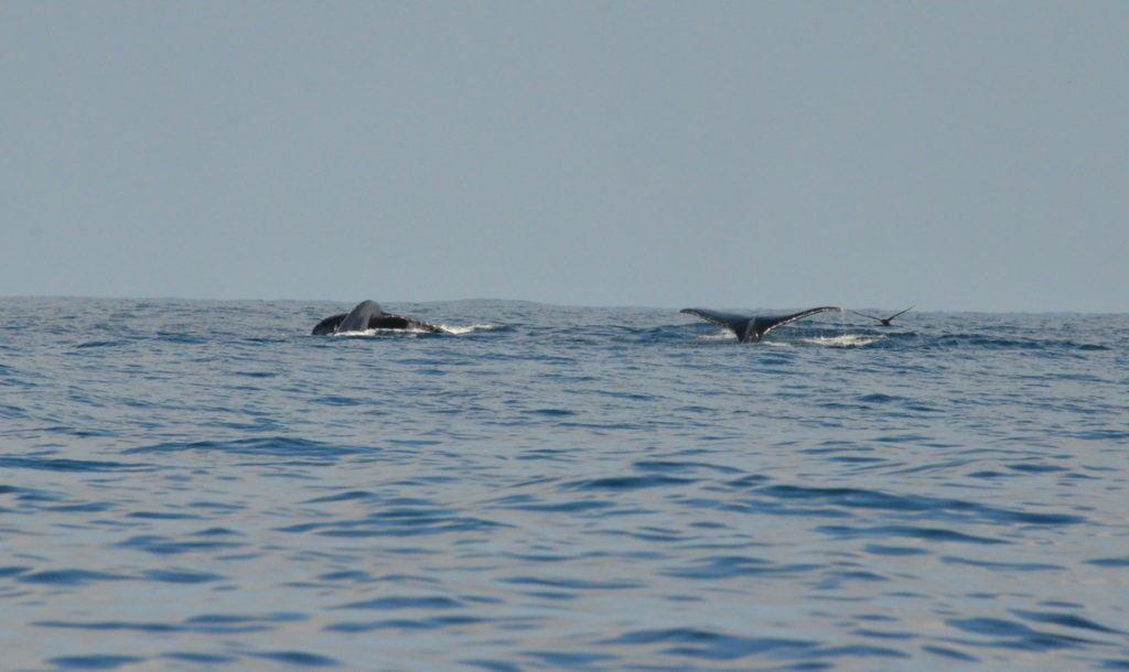 An image of three whales raising their tail flukes out of the water off Isla Isabel in Mexico. Photography by Frame To Frame - Bob and Jean.