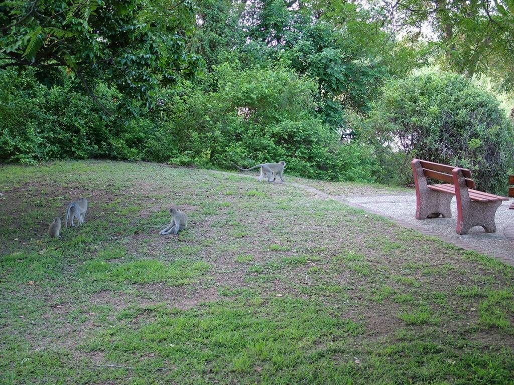 vervet-monkeys-in-kruger-national-park-south-africa-2