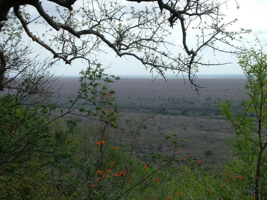 view-savanna-in-kruger-national-park-from-nkumbe-lookout-south-africa