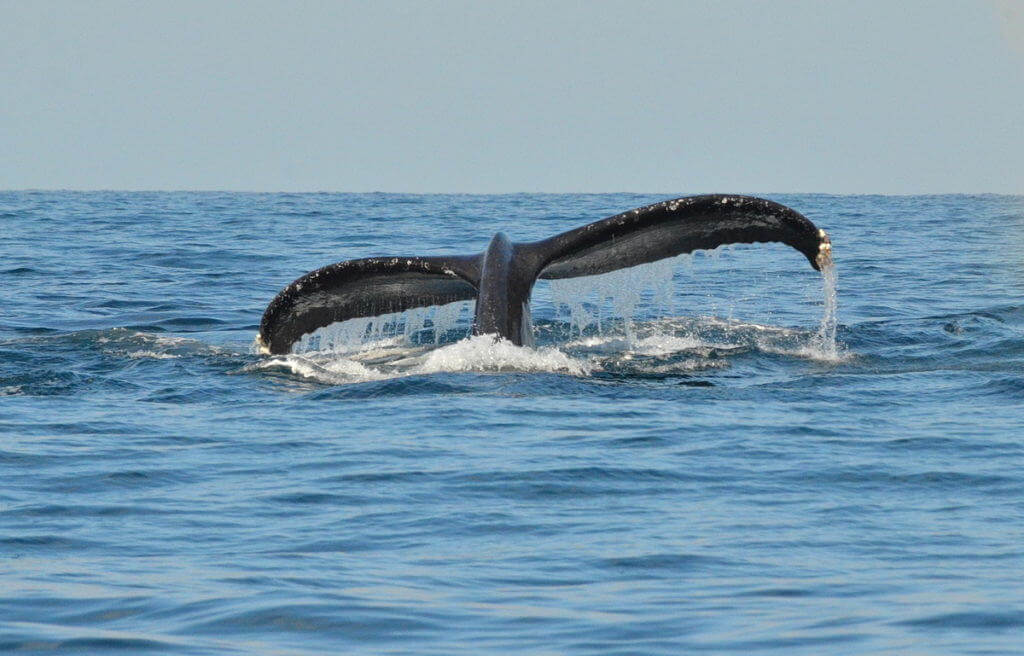 A whale off Isla Isabel off San Blas, Mexico. Photography by Frame To Frame - Bob and Jean.