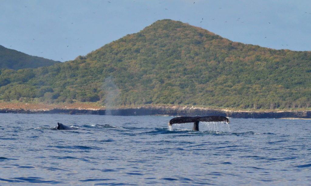 An image of a pod of whales off Isla Isabel in Mexico. Photography by Frame To Frame - Bob and Jean.