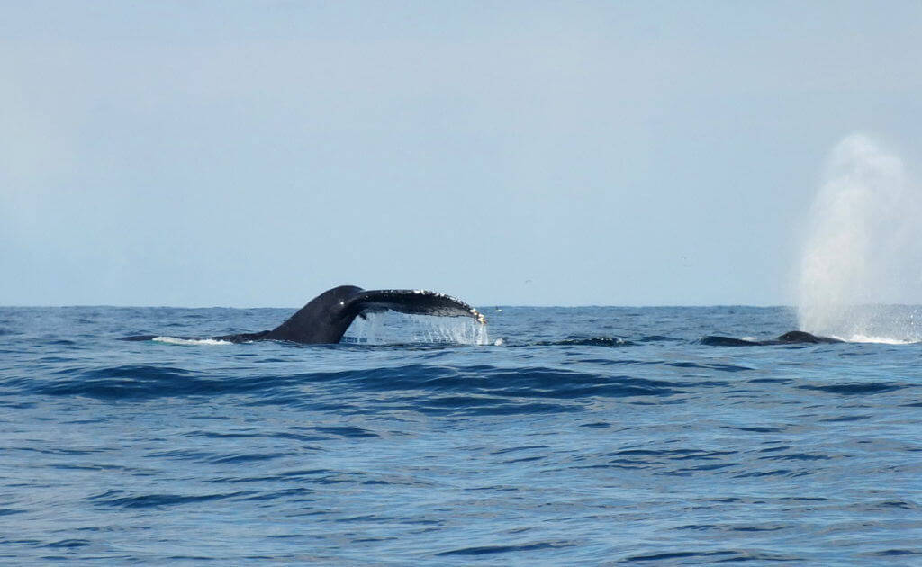 An image of whales on the surface of the Pacific Ocean off San Blas, Mexico. Photography by Frame To Frame - Bob and Jean