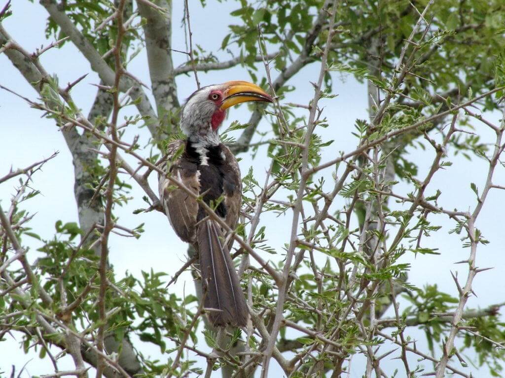 An image of a Yellowbilled Hornbill in Kruger National Park, South Africa. Photography by Frame To Frame - Bob and Jean.