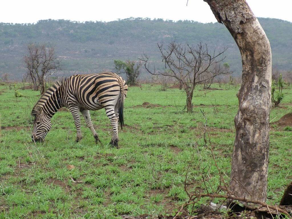 zebra-in-kruger-national-park-south-africa