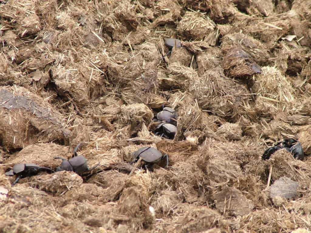 An image of dung beetles in Kruger National Park, South Africa. Photography by Frame To Frame - Bob and Jean.