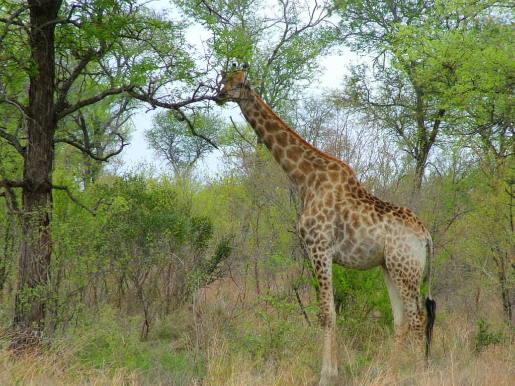 An image of a Giraffe in Kruger National Park, South Africa. Photography by Frame To Frame - Bob and Jean.
