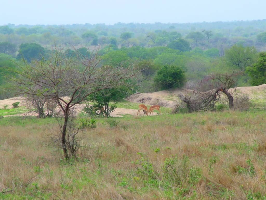 An image of Impala's in Kruger National Park, South Africa. Photography by Frame To Frame - Bob and Jean.