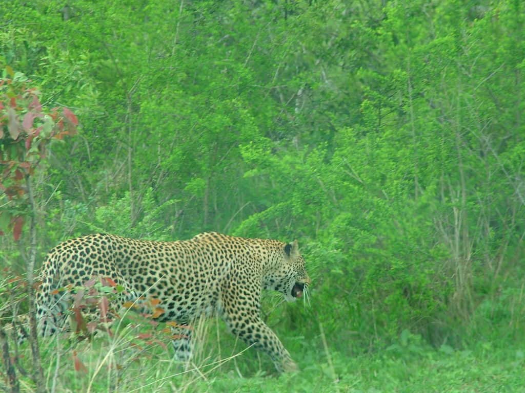 An image of a leopard in Kruger National Park, South Africa. Photography by Frame To Frame - Bob and Jean.
