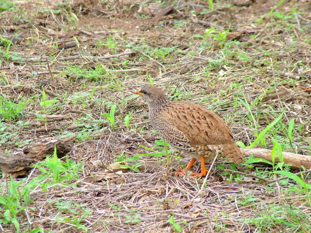 An image of a Natal spurfowl in Kruger National Park, South Africa. Photography by Frame To Frame - Bob and Jean.