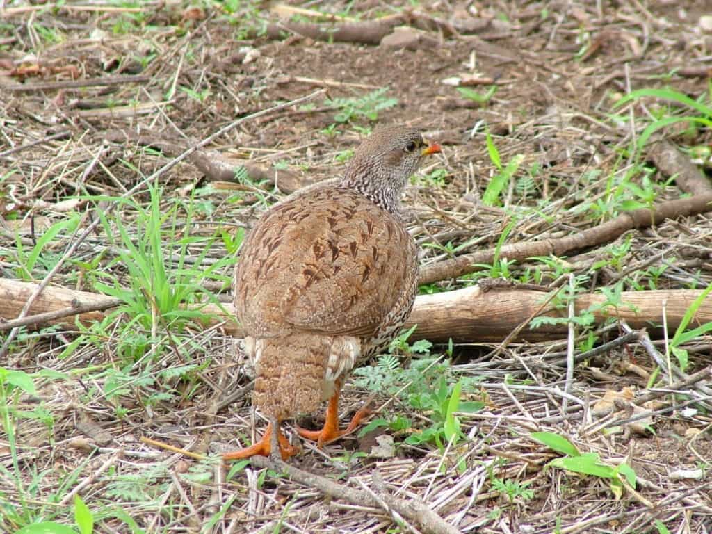An image of a Natal spurfowl in Kruger National Park, South Africa. Photography by Frame To Frame - Bob and Jean.