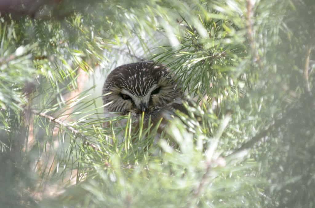 An image of a Northern Saw-whet owl sitting in a tree in the Oshawa, Ontario area.