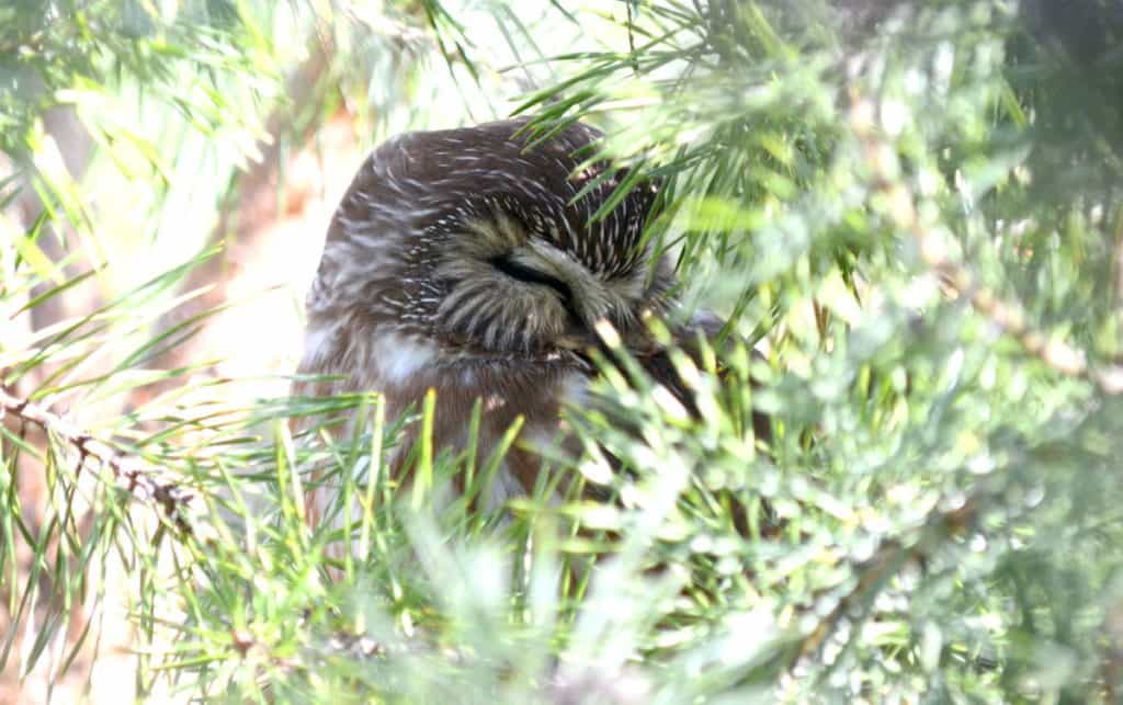 Image of Northern Saw-whet Owl sleeping in a pine tree near Oshawa, Ontario, Canada. Photography by Frame To Frame - Bob and Jean