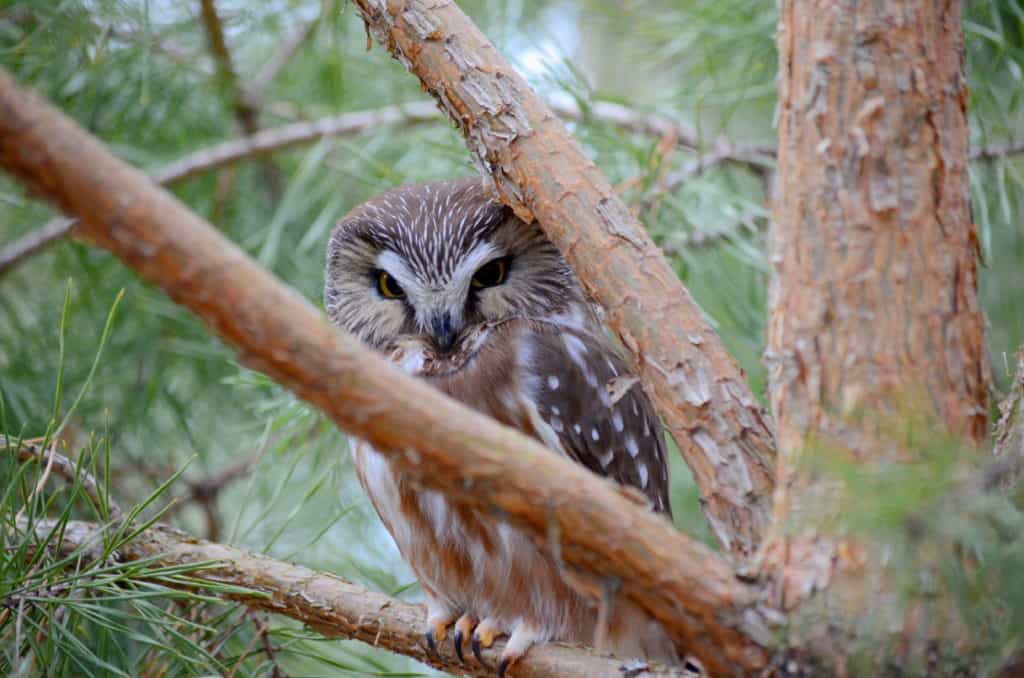 Image of Northern Saw-whet Owl sitting on the branch of a pine tree near Oshawa, Ontario, Canada. Photography by Frame To Frame - Bob and Jean