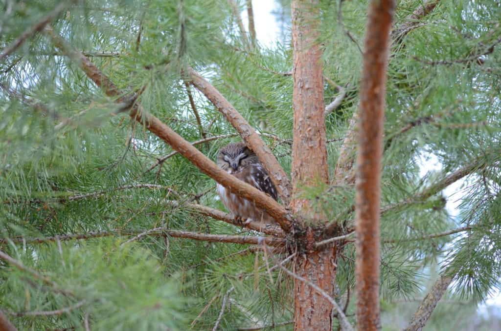 Image of Northern Saw-whet Owl sitting in a pine tree near Oshawa, Ontario, Canada. Photography by Frame To Frame - Bob and Jean