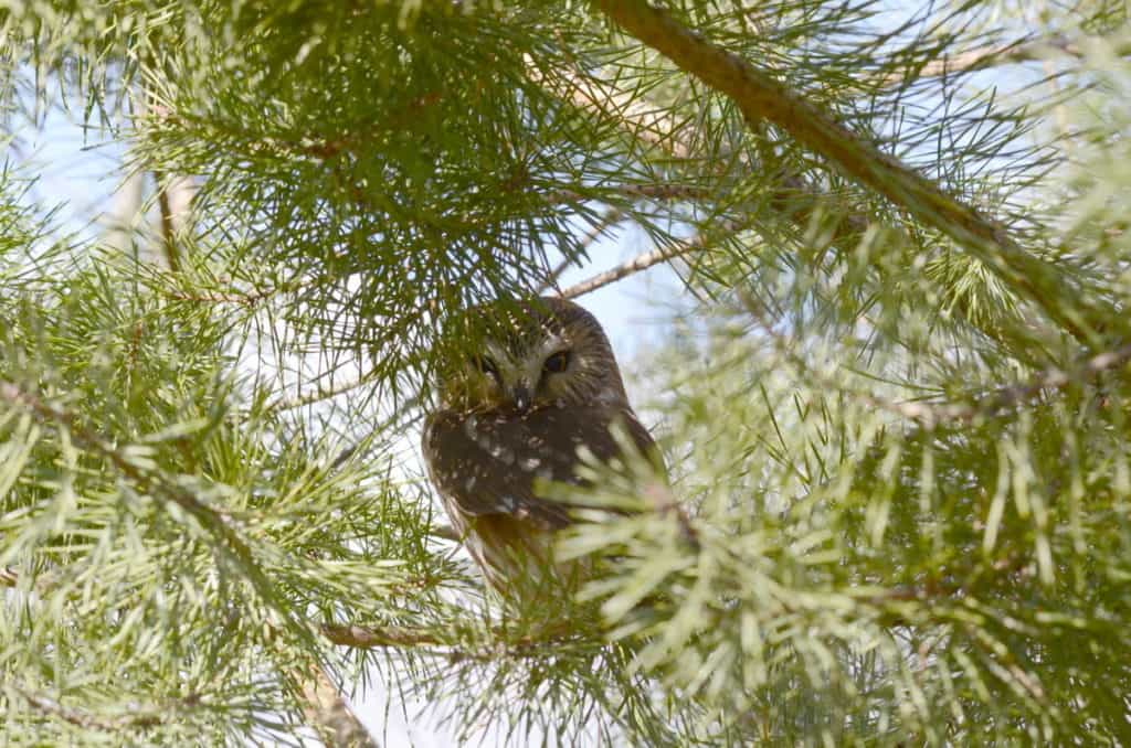 Image of Northern Saw-whet Owl sitting on a tree limb near Oshawa, Ontario, Canada. Photography by Frame To Frame - Bob and Jean