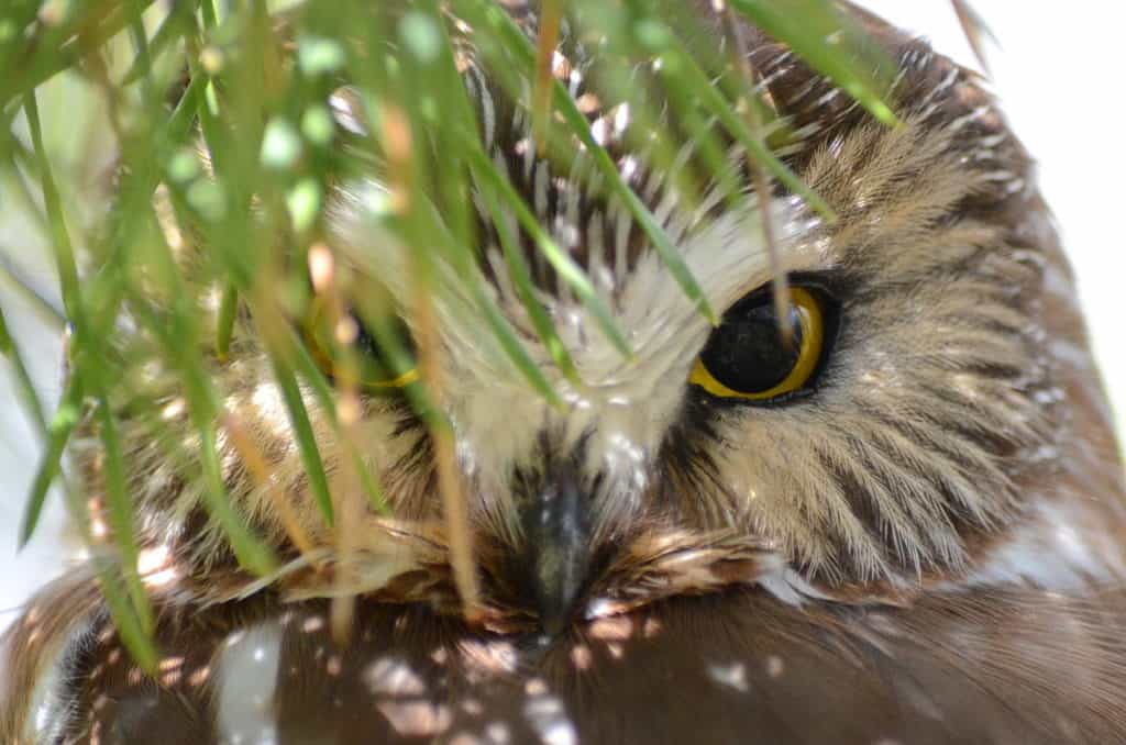 Closeup image of a Northern Saw-whet Owl behind a tree branch in the Oshawa area, Ontario, Canada. Photography by Frame To Frame - Bob and Jean