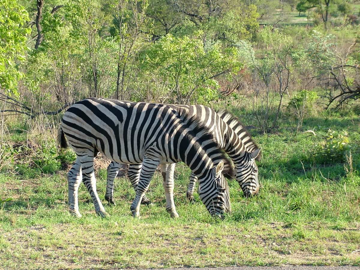 Among The Renosterkoppies Hills In Kruger National Park