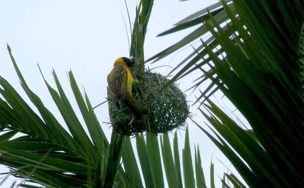Image of a lesser-masked weaver working on the top of a nest at Skukuza Rest Camp in Kruger National 