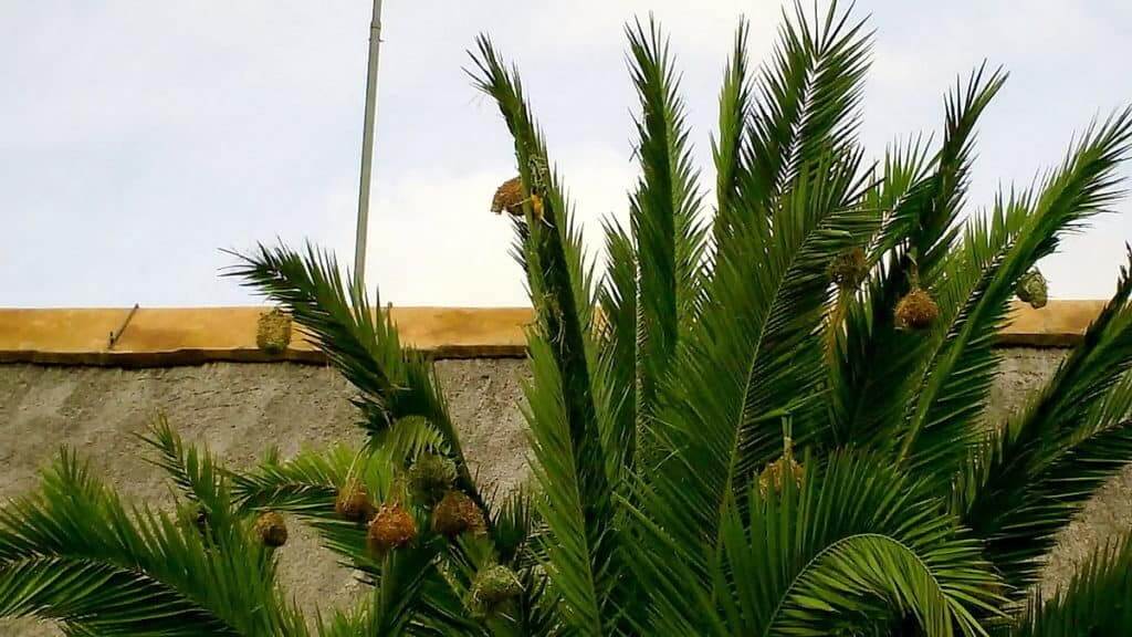Image of a lesser-masked weaver nests hanging on a tree in Skukuza Rest Camp in Kruger National Park