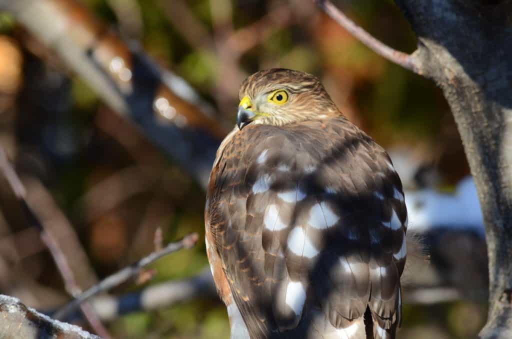 An image of a sharp-shinned hawk sitting in an apple tree in Toronto, Ontario. Photography by Frame To Frame - Bob and Jean