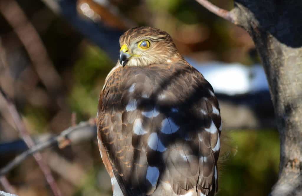 An image of a sharp-shinned hawk sitting in an apple tree in Toronto, Ontario. Photography by Frame To Frame - Bob and Jean