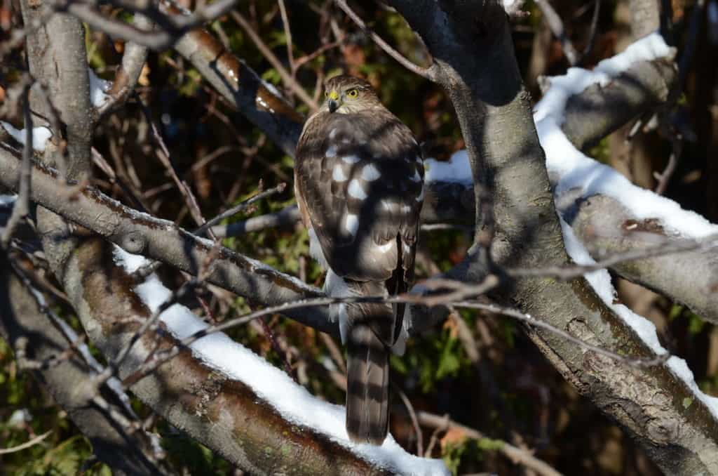 An image of a sharp-shinned hawk sitting in an apple tree in Toronto, Ontario. Photography by Frame To Frame - Bob and Jean