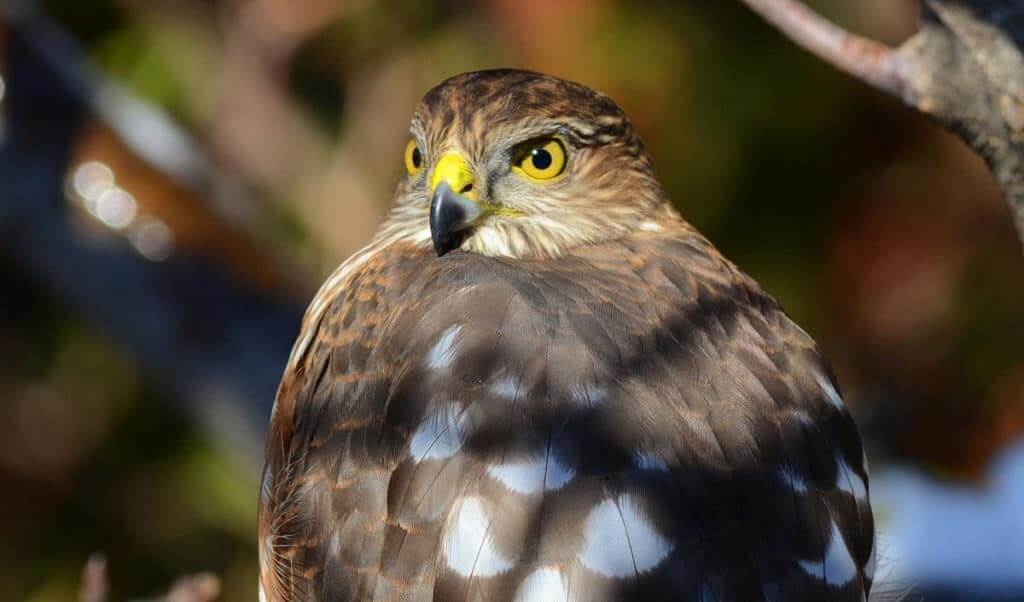 An image of a sharp-shinned hawk sitting in a tree in Toronto, Ontario. Photography by Frame To Frame - Bob and Jean