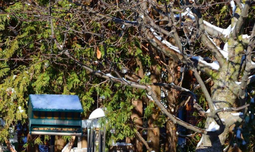 An image of a sharp-shinned hawk sitting in an apple tree in Toronto, Ontario. Photography by Frame To Frame - Bob and Jean
