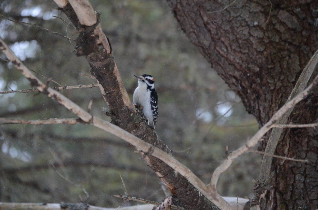 Image of a hairy woodpecker in Algonquin Park in Ontario, Canada. Photography by Frame To Frame - Bob and Jean
