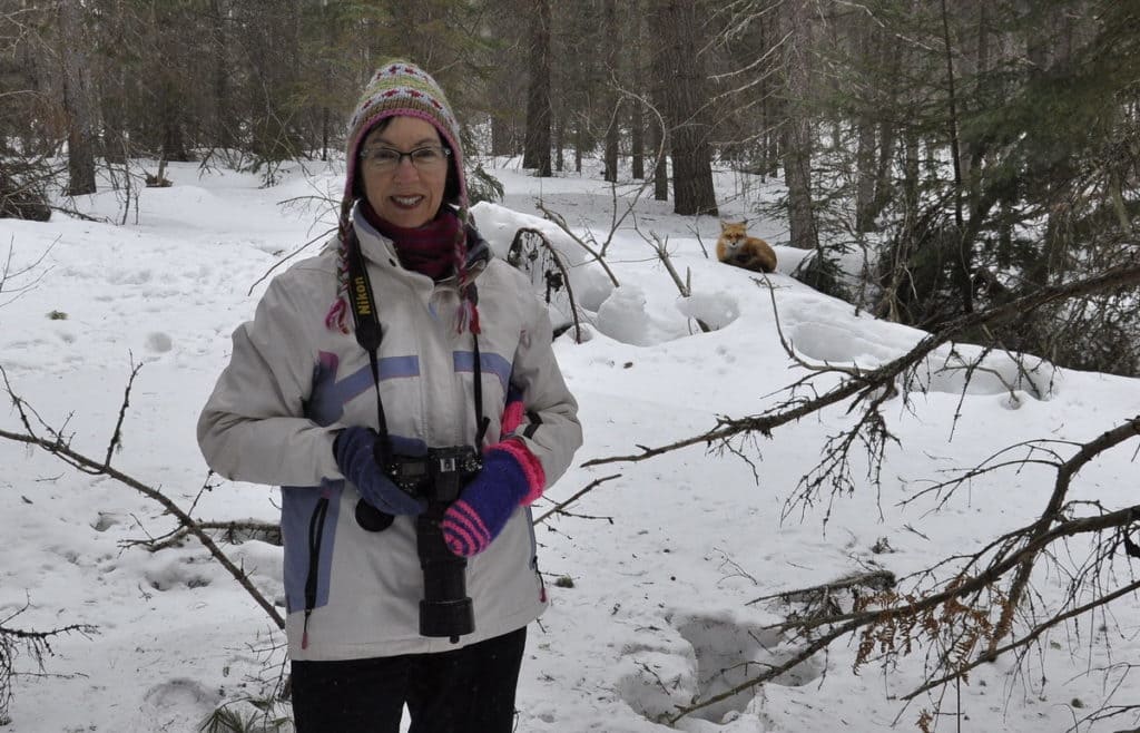 Image of Jean standing in front of a red fox sitting on the snow in Algonquin Park in Ontario, Canada. Photography by Frame To Frame - Bob and Jean