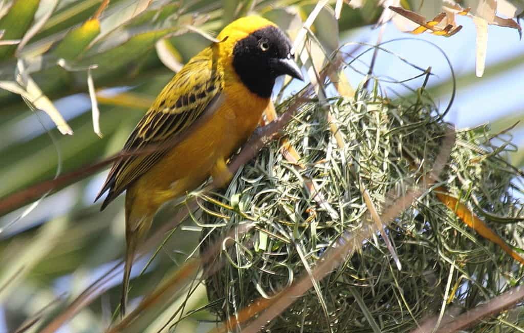 Image of a lesser-masked weaver sitting on the top of its nest in Kruger National Park, South Africa