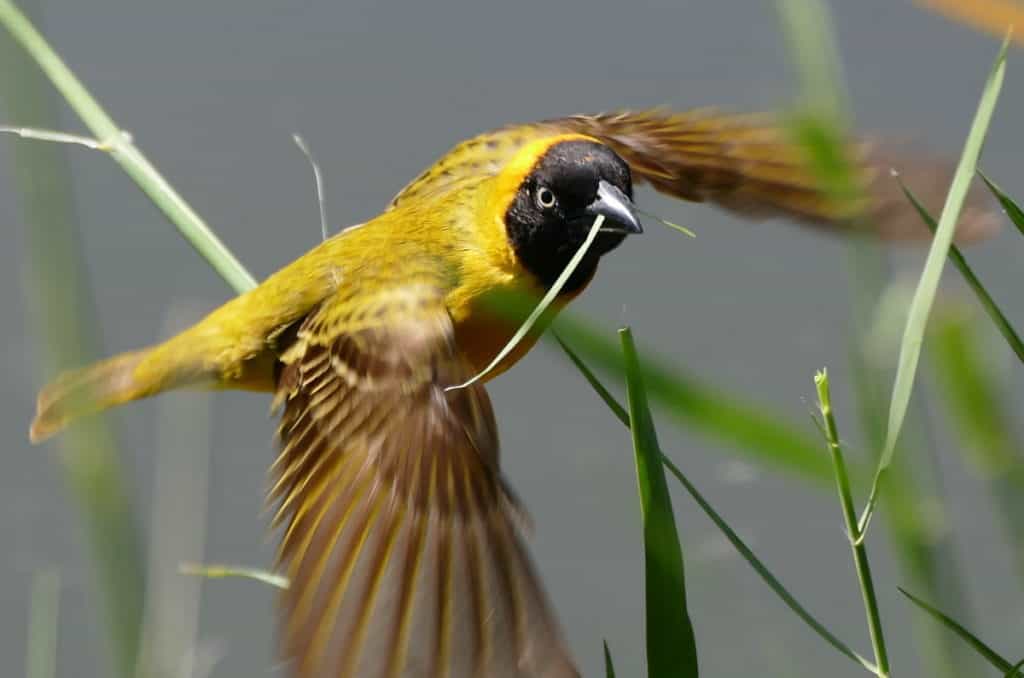 Image of a lesser-masked weaver in flight near Skukuza Rest Camp in Kruger National Park