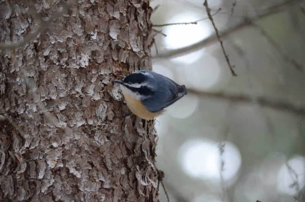 Image of a Red-breasted nuthatch in Algonquin Park in Ontario, Canada. Photography by Frame To Frame - Bob and Jean