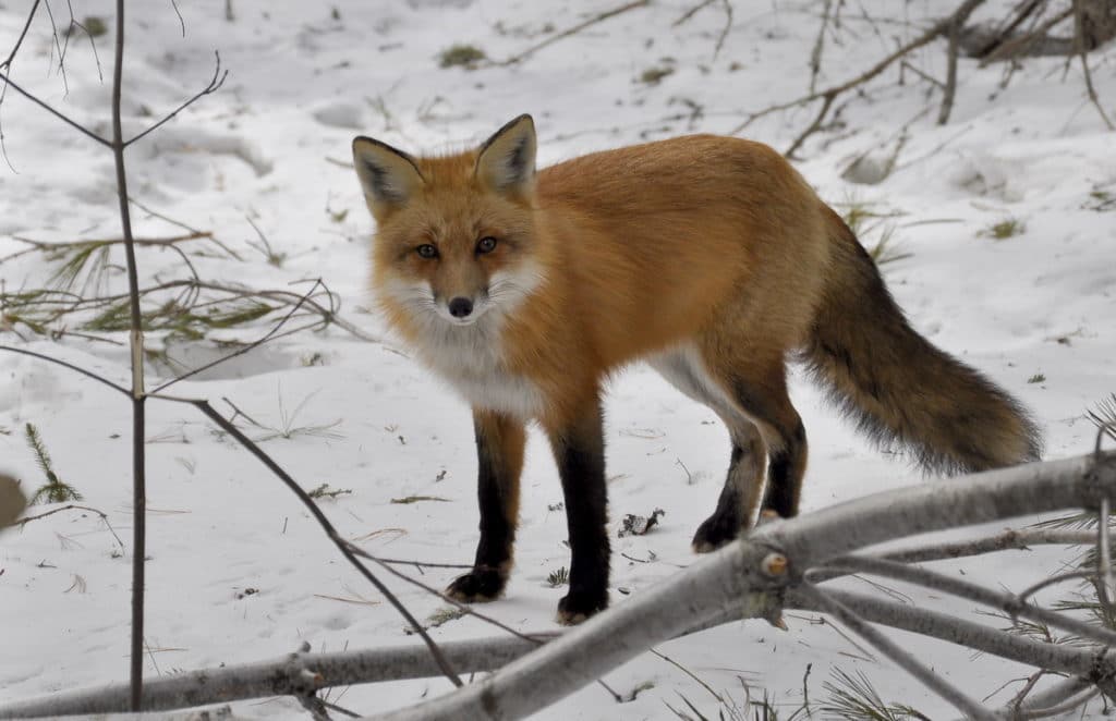 Image of a red fox standing in the forest near spruce bog in Algonquin Park in Ontario, Canada. Photography by Frame To Frame - Bob and Jean