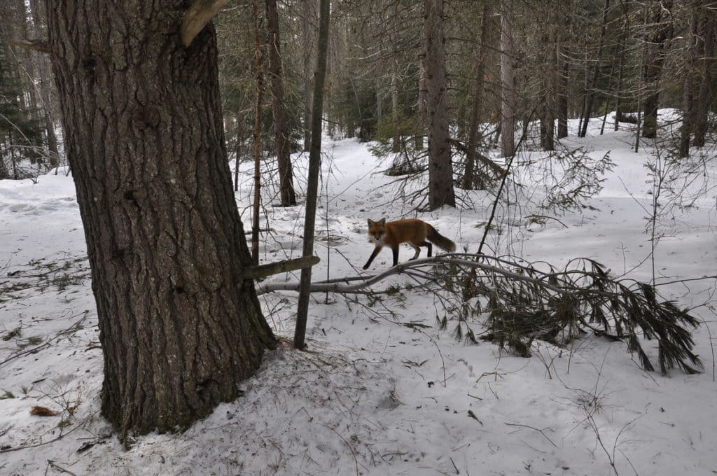 Image of a red fox near the spruce bog in the winter in Algonquin Park in Ontario, Canada. Photography by Frame To Frame - Bob and Jean